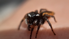 Philaeus chrysops