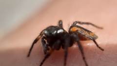 Philaeus chrysops