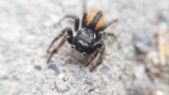 Philaeus chrysops
