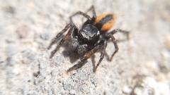 Philaeus chrysops