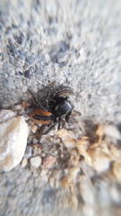 Philaeus chrysops