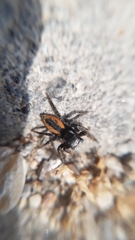 Philaeus chrysops