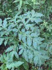 Agasyllis latifolia