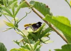 Xylocopa atamisquensis