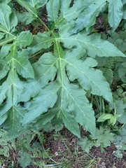 Agasyllis latifolia