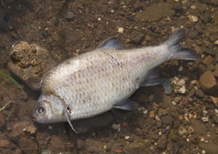 Scardinius hesperidicus