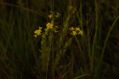Hypericum cistifolium