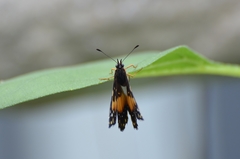 Chlosyne lacinia