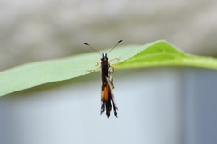 Chlosyne lacinia