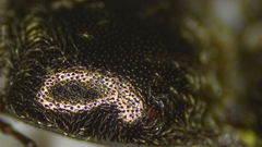 Setasomus nitidulus