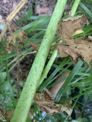Agasyllis latifolia