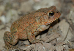 Anaxyrus americanus charlesmithi