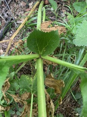 Agasyllis latifolia
