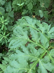 Agasyllis latifolia