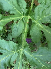 Agasyllis latifolia