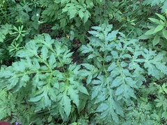 Agasyllis latifolia