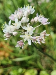 Allium denudatum