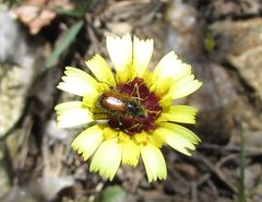 Chasmatopterus