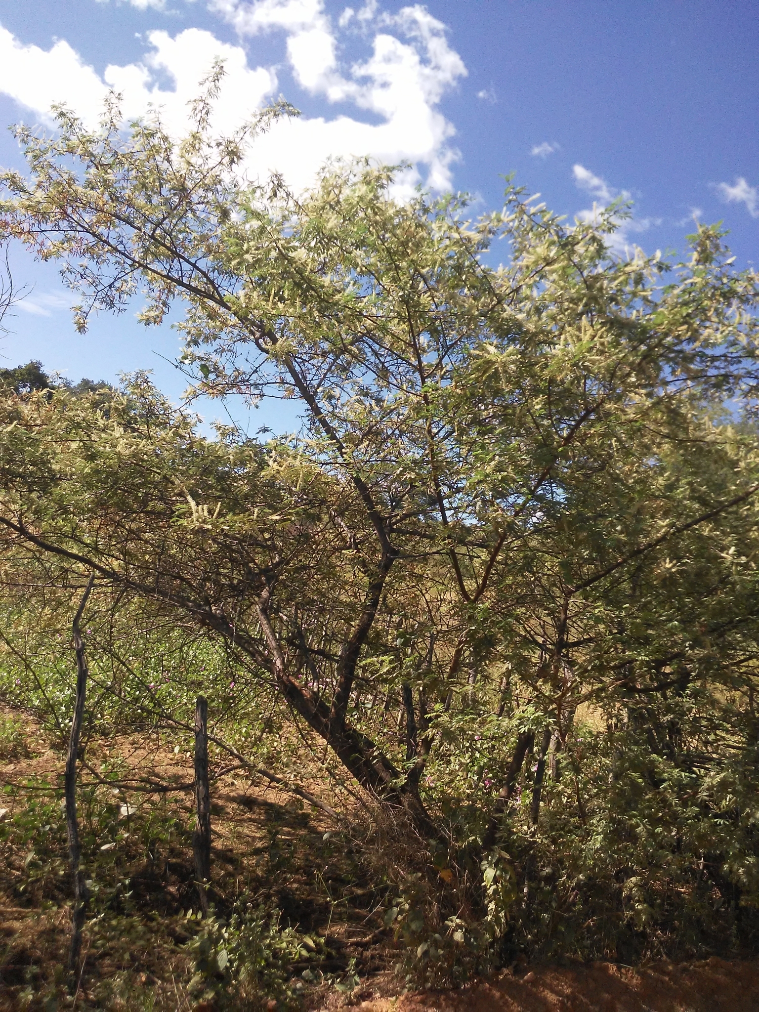 Mimosa tenuiflora