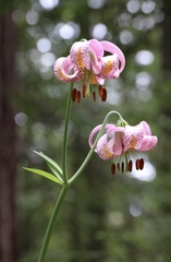 Lilium kelloggii