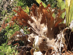 Platycerium wallichii