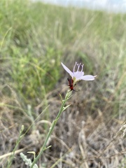 Crossidius coralinus