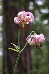 Lilium kelloggii
