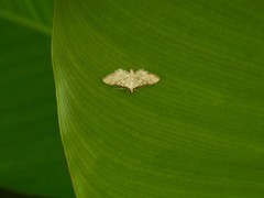 Blepharomastix saponalis