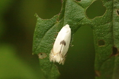 Pseudopostega auritella