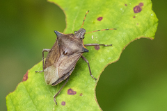 Picromerus nigridens