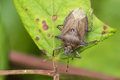 Picromerus nigridens