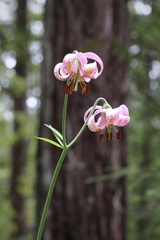 Lilium kelloggii