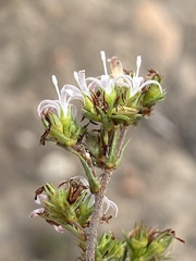 Wahlenbergia rubens