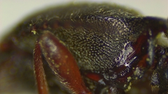 Setasomus nitidulus