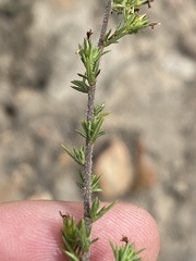 Wahlenbergia rubens