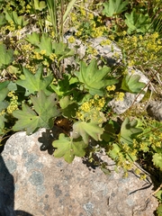 Alchemilla murbeckiana