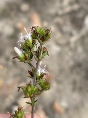 Wahlenbergia rubens