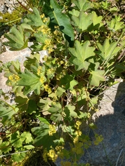Alchemilla murbeckiana