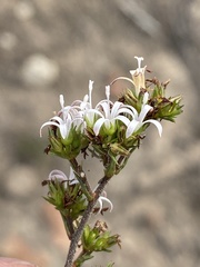 Wahlenbergia rubens
