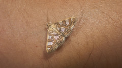 Glyphodes pryeri