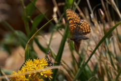 Chlosyne whitneyi