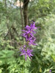 Asyneuma campanuloides