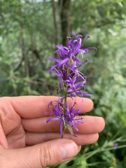 Asyneuma campanuloides