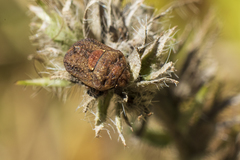 Psacasta tuberculata