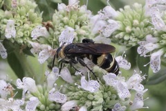 Dielis plumipes