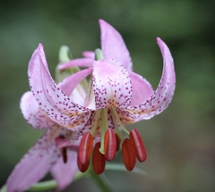 Lilium kelloggii