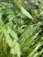 Asyneuma campanuloides