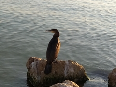 Phalacrocorax carbo
