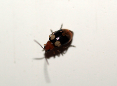 Monolepta quadriguttata