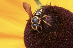 Dianthidium curvatum curvatum